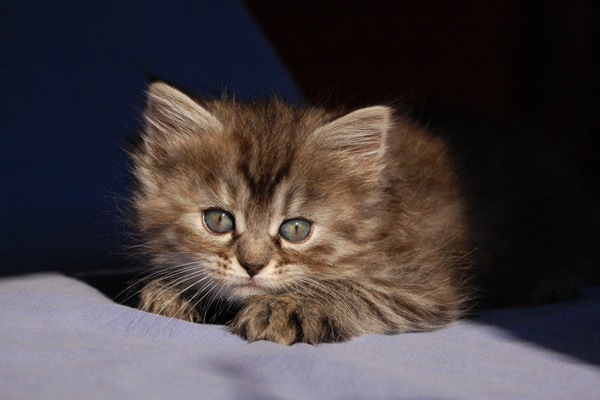 Qeshewa, 8 Wochen.jpg